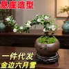 Planta Pequeña en Maceta con Borde Dorado Nieve de Junio Acantilado Raíz Elevada Escritorio Oficina Flor Interior Floración Tronco Viejo Significado Zen Bonsái