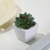 Inverno Mang Mini Simulação Suculenta em Vaso Pequeno Bonsai Bacia Cerâmica Quadrada Decoração de Casa Sala de Estar Interna Mesa