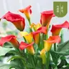 Sementes de bulbos de lírio-calla coloridos para plantas de vaso internas, sementes de flores bulbosas para varandas, plantas perenes que florescem nas quatro estações