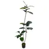Estilo de Lujo Ligero Planta Verde Simulada Árbol de Caucho Diamante Negro Plantas Falsas Decorativas de Pie para Sala de Estar Balcón Paisajismo