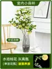 Plántulas de Osmanthus Hidropónico en Maceta, Plantas Cultivadas en Agua, Flores Frescas Cortadas de Osmanthus de Cuatro Estaciones, Plantas Verdes de Interior Fáciles de Cultivar, Florales, Cabello de Osmanthus