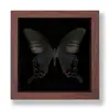 Mariposa Alirroja Mariposa Real Adorno Pintura Decorativa Espécimen de Mariposa Regalo de Cumpleaños Marco de Regalo Soporte de Exhibición Sensación de Alta Gama