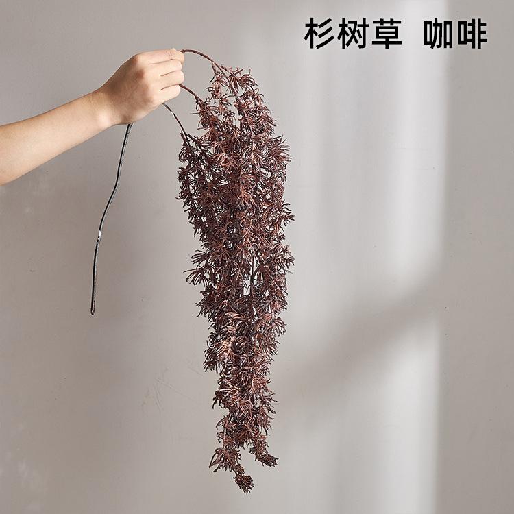 杉树草 咖啡