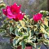 Planta Vaso Buganvília Vermelha Pétalas Duplas com Flores, Mudas de Buganvília, Variedades de Flores Prolíficas, Trepadeira Tronco Velho Plantas de Flor Internas para Todas as Estações