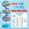 Modelo de Doble Hélice de ADN de Estructura Molecular de Preparatoria Tamaño Grande de 60 cm con Base Pares de Bases Base Genética