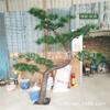 Escena de Recepción de Hotel Estrella Árbol de Pino Artificial Grande Pino Acogedor Casa de Campo Pino Aguja de Pino Artificial Árbol de Pino Falso