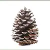 Decoración de Árbol de Navidad Piñas de Pino Teñidas de Blanco Flores Secas Materiales Creativos para Manualidades Piñas de Cedro Pino Aceitado Pino Americano Piñas de Pino Blanco Sumergidas