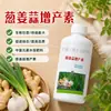 Pontas secas de alho, gengibre e cebolinha, agente anti-amarelamento, anti-apodrecimento de raízes, resistente a doenças e que aumenta a produtividade, especificamente para mudas de alho, e um fertilizante especial para alho-poró, cebolinha, gengibre e alho