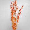 [Edelweiss] Flor Seca Edelweiss Edelweiss Decoração de Casa Casamento Arranjo de Flores Adereços para Fotografia Flor Real