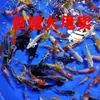 Peixe Frito, Peixe Ornamental, Peixe Dourado, Peixe Vivo, Koi, Peixe Dourado Pequeno, Peixe Dourado de Água Fria Vivo, Peixe Pequeno de Água Doce Resistente, Peixe de Fácil Cuidado