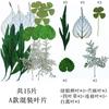 Paquete de 15 hojas combinadas, hojas reales, especímenes de plantas, pegatinas en relieve, hojas secas, marcapáginas.