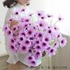 5 cabeças Margarida Holandesa pequena Margarida Persa flor artificial flor de seda pequeno crisântemo selvagem flor falsa Decoração de Margarida casamento atacado