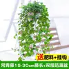 Plantas de Hera em Vasos, Plantas Pendentes, Plantas Trepadeiras, Plantas Verdes de Interior e Varanda Fáceis de Cuidar, Perenes o Ano Todo, Plantas Absorvedoras de Formaldeído