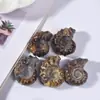 Atacado Fóssil de Amonite Natural Amonite Petrificada Minério de Amonite Espécime de Pedra Pedra de Ciência Popular Brinquedo de Mão