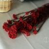 Cor da flor de arroz eterna - flor de arroz absorvente de cor - flor seca - flor de nuvem - buquê de flores secas naturais - fábrica de Yunnan - atacado