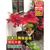 Vivero de arces rojos japoneses para dropshipping, árbol enano rojo de cuatro estaciones, árbol paisajístico Princesa Danza Roja, resistente al frío para exteriores para villas