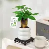 Bambú de la suerte Bambú Loto Planta en maceta Planta de interior para oficina Paso a paso Bambú alto Micro paisajismo Planta verde de escritorio Bonsái fácil de cuidar