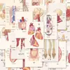 Oferta Especial de LiquidaçãoAdesivos de Ilustração para Estudantes de Medicina Notas de Estudo para Provas Órgãos Humanos Anatomia Adesivos para Diário Decoração