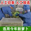 Rábano Seco para Exportación, Secado al Sol por Agricultores, Productos Secos Caseros, Guarnición Deshidratada, Rábano Verde Crujiente