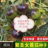 Semillas de Tomate Cherry Amarillo, Semillas de Tomate, Semillas de Tomate Cherry Morado, Semillas de Tomate Cherry, Semillas para Maceta de Balcón de Cuatro Estaciones