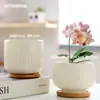 Macetas de Cerámica con Platos para Uso Doméstico al por Mayor, Macetas para Suculentas de Estilo Ins Simple Lujo Ligero Estilo Crema, Disponible para Dropshipping