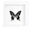 Moldura de Foto com Espécime de Borboleta Real Pintura Decorativa de Madeira DIY Moldura de Foto Vintage Decoração de Móveis de Mesa Presente de Aniversário Professor