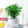 Repelente de Mosquitos Bambu e Cipreste Plantas Hidropônicas Vasos Jiboias Flores Flores de Interior Fácil de Manter Plantas Verdes de Escritório Árvore da Fortuna