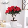 Planta de Azalea en Maceta con Capullos de Flor, Planta Grande Madura, Florece Todo el Año, Adecuada para Balcón y Visualización en Interiores, Planta Perenne Verde