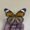 Venta Directa al Por Mayor de Fábrica de Especímenes Reales de Mariposas con Alas Extendidas, Diversos Insectos y Escarabajos, Accesorios para Fotos, Educación Científica, Especímenes Naturales