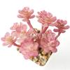 Suculenta Artificial Cabeça de Flor de Suculenta Artificial Bonsai Artificial Acessórios DIY Fabricante Conjunto de Cabeças de Flor de Suculenta Cor Personalizada