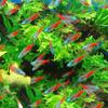 Pez linterna de diamante Vivo Pez linterna pequeño Pez de agua dulce Acuario Natación en cardumen Peces ornamentales tropicales Mercado de pescado de Shanghái Al por mayor Rojo Diamante