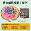 Kit de Materiais para Artesanato Feito à Mão Modelo de Célula Vegetal e Animal Produto Acabado Sétima Série Ensino Fundamental Tarefa de Biologia Mitocôndrias Bactérias