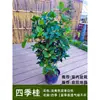 Plántulas de Osmanthus, Osmanthus de Cuatro Estaciones Floraciones Grandes, Patio de Agosto Nativo Palo Alto Elixir Dorado Pabellón Tianxiang Madera de Áloe Plantas de Maceta de Suelo