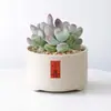 Conjunto fofo de plantas de interior para mesa para jardim de infância, fácil de cultivar e cuidar, pequenas plantas em vasos