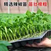 Plántulas de berenjena para cuatro estaciones, plantas en maceta con tierra, variedades viejas injertadas de berenjena morada y semillas de berenjena de Hangzhou, plántulas de hortalizas de primavera