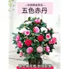 Camelia Xiangfei en maceta con brotes, flor roja de cinco colores, fácil de cultivar en interiores, florece en cualquier estación.