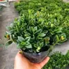 Orquídea Pendente Peixe Dourado em Vaso com Botões, Planta Verde para Interior e Varanda, Fácil de Cuidar no Outono e Inverno, Resistente ao Frio para Todas as Estações, Adequada para Flores de Ano Novo