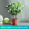Planta de Semillero de Jazmín Cabeza de Tigre en Maceta Sala de Estar Doble Pétalo Espécimen Antiguo Fragancia Fuerte Gardenia Jiulixiang Planta Fácil de Cultivar en Cuatro Estaciones Planta Verde