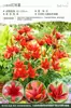 Bulbos de Lírio de Outono de Floração Dupla, Mudas de Flores de Floração Simples, Lírios Perfumados Comprados Diretamente da Holanda, Canhão de Ferro, Plantas de Vaso para Iniciantes do Pátio Karie