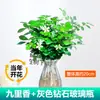 Menta Hidropónica, Helecho Espárrago, Rábano Verde, Planta Aromática de Nueve Millas, Árbol del Dinero, Plantas en Maceta, Plantas Verdes de Interior Estabilizadoras del Ánimo
