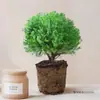 Plantas de Pinheiro Verde em Vasos, Pinheiro Nebuloso da Moda para Mesas de Escritório, Fácil de Cuidar, Pequeno Bonsai Relaxante, Flores Purificadoras de Ar