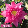Venta al por mayor de plantas ornamentales en maceta, semillas de loto y nenúfar cultivadas en agua, semillas de flor de loto de cuenco y nenúfar para estanques hidropónicos