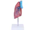 Enseñanza clínica directa de fábrica modelo anatómico laringe, corazón, modelo de pulmón modelo anatómico de pulmón