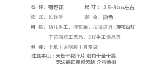 荷包花.png