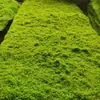 Grama Artificial com Flocagem Pedra Gramado Musgo Pedra Bonsai Planta Musgo