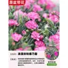 Plantas de Clavel en Maceta con Capullos, Plantas de Flores de Interior, Plantas Verdes de Escritorio y Sala de Estar Que Florecen Bien en Todas las Estaciones para Soportar Plántulas de Flores Resistentes al Frío