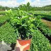 Planta de Jazmín en Maceta Florece en Todas las Estaciones, Plántulas de Jazmín Especialmente Aromáticas con Capullos, Plantas con Flores, Florales de Interior, Fácil de Cultivar