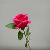 Flor Artificial Casamento Série de Cores de Pólen Decoração de Casamento Flor Falsa Arranjo de Flores de Chão de Casamento Buquê Falso Produto Acabado Pode Ser Enviado em Nome de