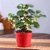 Árbol en maceta con múltiples frutos, adecuado para escritorio de oficina, planta verde estilo Zen, bonsái y una planta que da frutos y tiene follaje atractivo durante todo el año