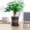 Árbol del dinero, planta verde en maceta con múltiples tallos, ideal para sala de estar interior, cultivo hidropónico, ideal para alimentar espárragos y eneldo verde, bonsái hermoso y perenne.